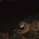 Illustration for article titled Oh Hai! Amazing Photos Capture LA's Newest Baby Mountain Lions